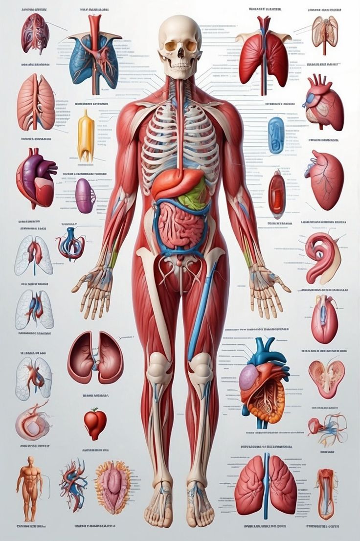 801841 – HUMAN ANATOMY,PHYSIOLOGY AND PATHOLOGY RELEVANT TO RADIOLOGY