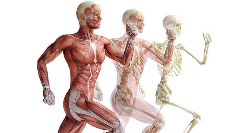 23BME309-Biomechanics