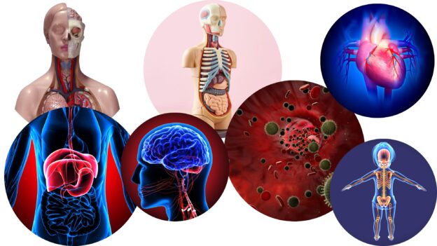BP 101 T – Human Anatomy and Physiology I (Class A & B)
