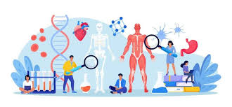 Human Anatomy and Physiology