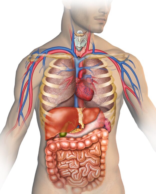 ANATOMY